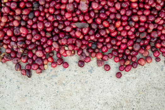 coffee beans berries drying natural process on the cement ground floor. Thailand