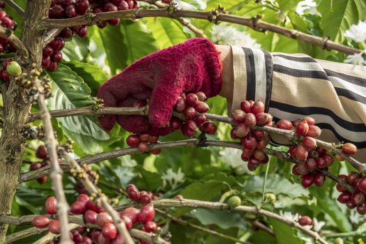 Close-Up Of Hand Holding Coffee Beans Growing On Coffee Tree.