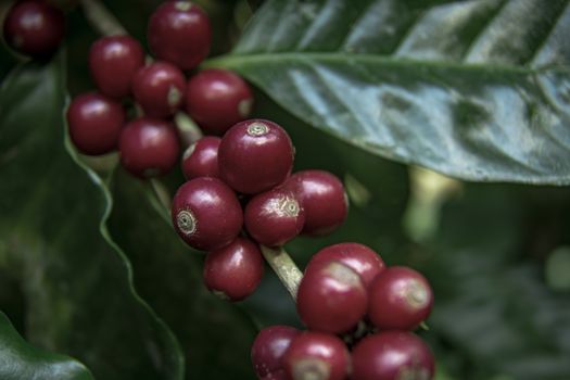 Coffee beans ripening on tree in North of thailand. fresh coffee cherry.