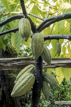 The cocoa tree with fruits. Yellow and green Cocoa pods grow on the tree, cacao plantation in village Thailand.