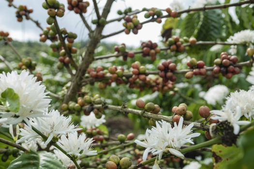 Coffee beans ripening, fresh coffee,red berry branch, industry agriculture on tree in thailand.