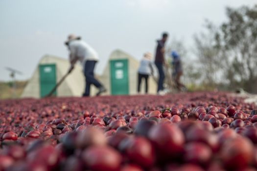 coffee beans berries drying natural process on the cement ground floor, Farmer is drying coffee beans with naturally process, asian Thailand.