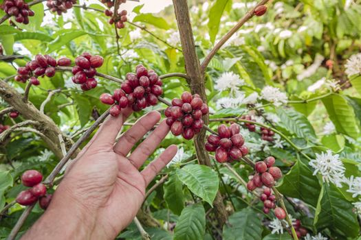 Close-Up Of Hand Holding Coffee Beans Growing On Coffee Tree.