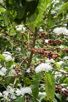 Coffee beans ripening, fresh coffee,red berry branch, industry agriculture on tree in thailand.