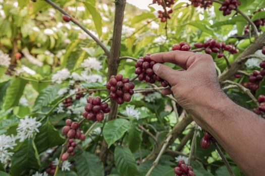 Close-Up Of Hand Holding Coffee Beans Growing On Coffee Tree.