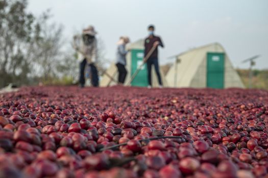 coffee beans berries drying natural process on the cement ground floor, Farmer is drying coffee beans with naturally process, asian Thailand.