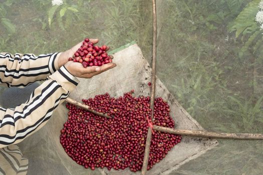 Close-Up Of Hand Holding Coffee Beans Growing On Coffee Tree.