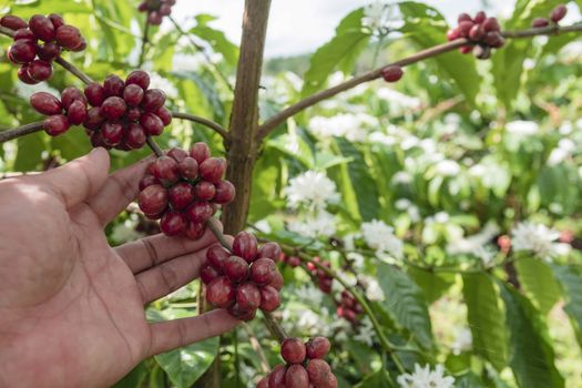 Close-Up Of Hand Holding Coffee Beans Growing On Coffee Tree.