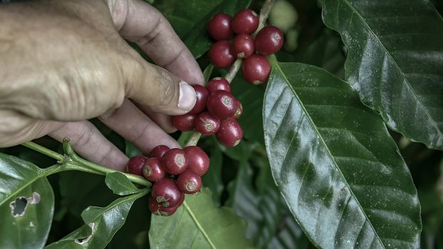 farmer picking ripe cherry beans. Coffee farmer picking ripe cherry beans for harvesting.