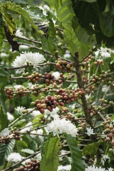 Coffee beans ripening, fresh coffee,red berry branch, industry agriculture on tree in thailand.