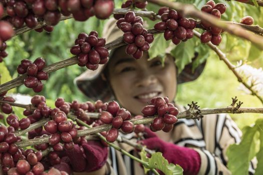 January 21, 2020, Chumphon, Thailand, farmers harvest the coffee plantations of the Family, farmers picking branch of Coffee Tree on Coffee tree.