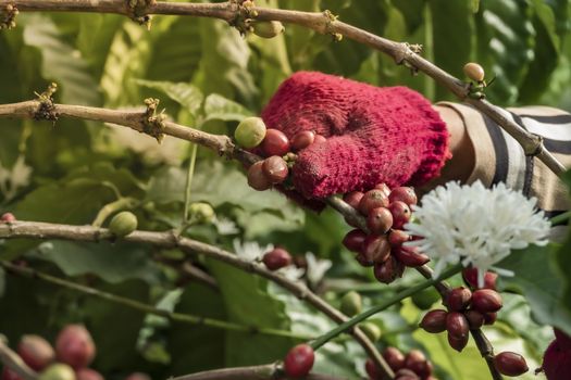 Close-Up Of Hand Holding Coffee Beans Growing On Coffee Tree.