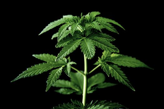 Marijuana leaves, cannabis on a dark background, beautiful background, indoor cultivation