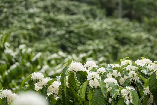 Coffee tree blossom with white color flower close up view, Coffee flowers blooming on coffee plant