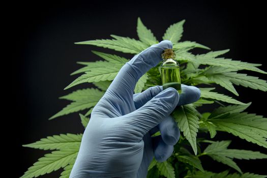 Cannabis leaves of a plant on dark background, CBD extract from hemp leaf, plants weed like marijuana, research for medical benefits, Concept of herbal alternative medicine, THC oil pharmaceutical.