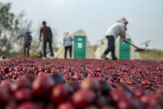 coffee beans berries drying natural process on the cement ground floor, Farmer is drying coffee beans with naturally process, asian Thailand.