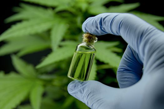 Cannabis leaves of a plant on dark background, CBD extract from hemp leaf, plants weed like marijuana, research for medical benefits, Concept of herbal alternative medicine, THC oil pharmaceutical.