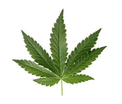 Green cannabis leaves isolated on white background. Growing medical marijuana. CBD extract from hemp leaf, Concept of herbal alternative medicine, THC oil pharmaceutical.