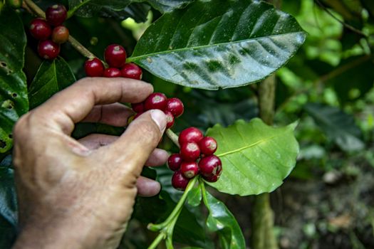 farmer picking ripe cherry beans. Coffee farmer picking ripe cherry beans for harvesting.