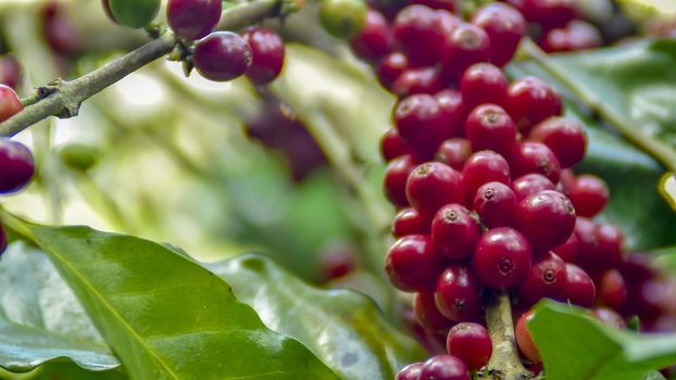 Coffee beans ripening on tree in North of thailand. fresh coffee cherry.