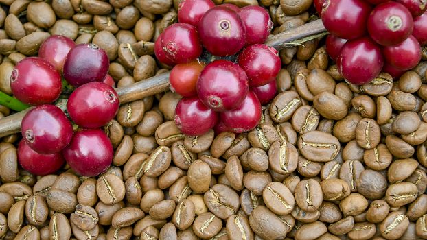 Fresh coffee cherry, red coffee beans on roasted coffee bean texture background, ripe and unripe berries.