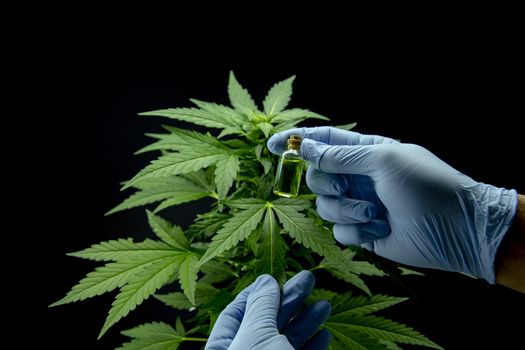 Cannabis leaves of a plant on dark background, CBD extract from hemp leaf, plants weed like marijuana, research for medical benefits, Concept of herbal alternative medicine, THC oil pharmaceutical.