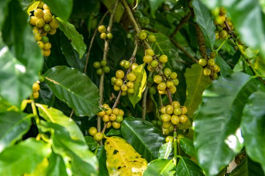 Coffee beans ripening on tree in North of thailand. fresh coffee cherry.