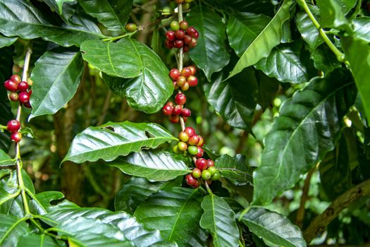 Coffee beans ripening on tree in North of thailand. fresh coffee cherry.