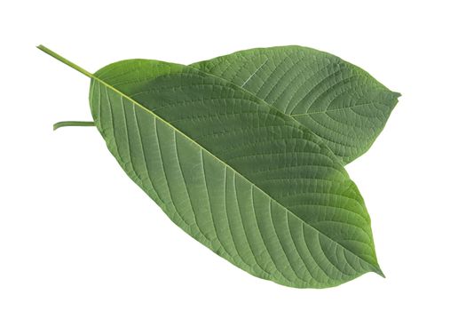 Kratom Leaf (Mitragyna Speciosa) on white background with clipping path.