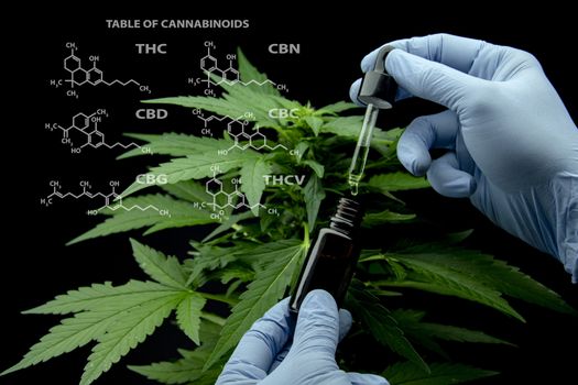 Cannabis leaves of a plant on dark background, CBD extract from hemp leaf, plants weed like marijuana, research for medical benefits, Concept of herbal alternative medicine, THC oil pharmaceutical.