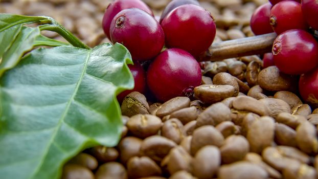 Fresh coffee cherry, red coffee beans on roasted coffee bean texture background, ripe and unripe berries.