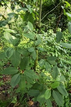 Kratom (Mitragyna speciosa) Mitragynine. Drugs and Narcotics.Kratom is Thai herbal which encourage health.