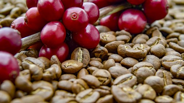 Fresh coffee cherry, red coffee beans on roasted coffee bean texture background, ripe and unripe berries.