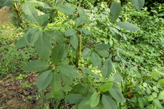 Kratom (Mitragyna speciosa) Mitragynine. Drugs and Narcotics.Kratom is Thai herbal which encourage health.