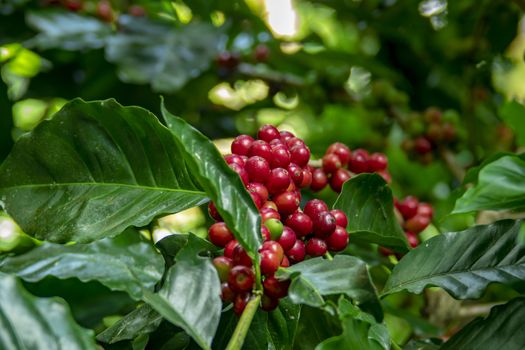 Coffee beans ripening on tree in North of thailand. fresh coffee cherry.