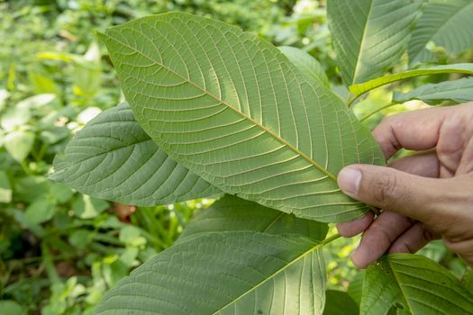 hand catching Kratom (Mitragyna speciosa) Mitragynine. Drugs and Narcotics.Kratom is Thai herbal which encourage health.