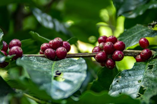 Coffee beans ripening on tree in North of thailand. fresh coffee cherry.