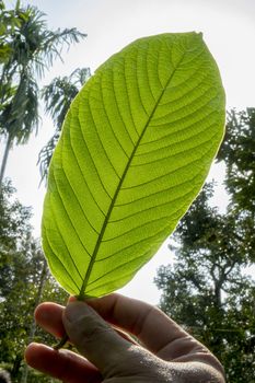 hand catching Kratom (Mitragyna speciosa) Mitragynine. Drugs and Narcotics.Kratom is Thai herbal which encourage health.