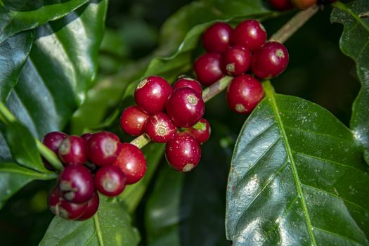 Coffee beans ripening on tree in North of thailand. fresh coffee cherry.