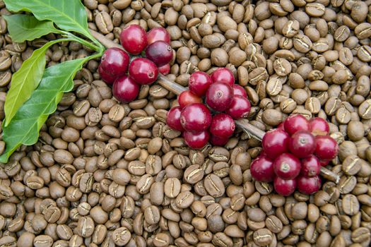 Fresh coffee cherry, red coffee beans on roasted coffee bean texture background, ripe and unripe berries.