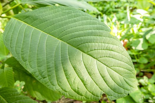 Kratom (Mitragyna speciosa) Mitragynine. Drugs and Narcotics.Kratom is Thai herbal which encourage health.