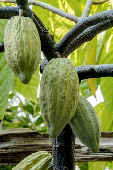 The cocoa tree with fruits. Yellow and green Cocoa pods grow on the tree, cacao plantation in village Thailand.