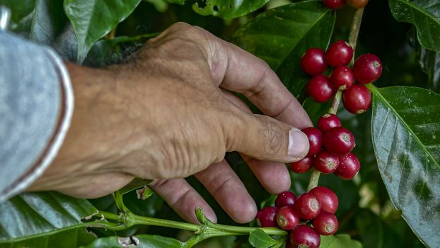 farmer picking ripe cherry beans. Coffee farmer picking ripe cherry beans for harvesting.