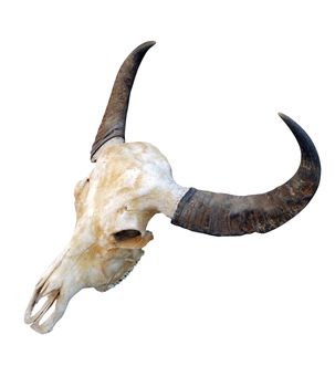 cow skull, head cow skull with horns isolated on white background, skull horn