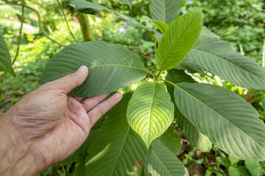 hand catching Kratom (Mitragyna speciosa) Mitragynine. Drugs and Narcotics.Kratom is Thai herbal which encourage health.