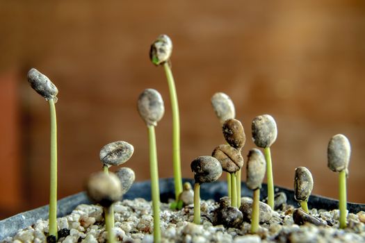 Robusta coffee seedlings In the nursery