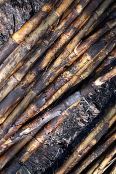 Sugarcane, Sugarcane plantation burn, Sugar cane burned cutting on floor field plantation, Sugarcane background