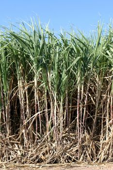 Sugarcane plants grow in field, Plantation Sugar cane tree farm, Background of sugarcane field