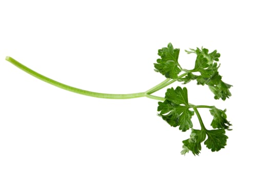 parsley fresh herb isolated on a white background.