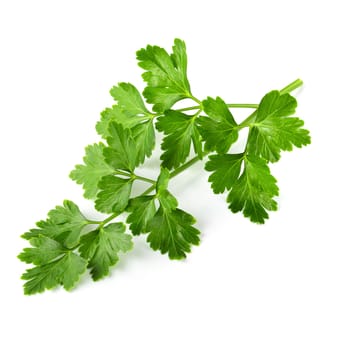 Bunch leaves parsley isolated on white background